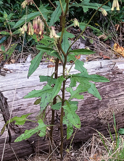 Nabalus serpentaria, Lion's-foot Rattlesnake-root, Gall-of-the-Earth