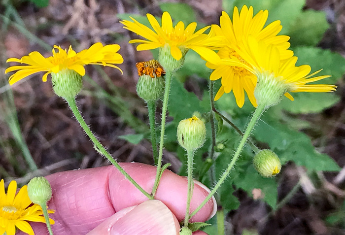 image of Heterotheca subaxillaris, Camphorweed