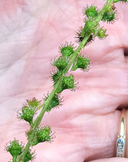 image of Agrimonia parviflora, Southern Agrimony, Small-flowered Agrimony, Harvestlice