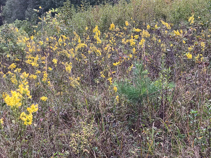 image of Solidago speciosa, Showy Goldenrod, Noble Goldenrod