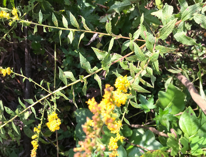 image of Solidago rugosa var. rugosa, Wrinkleleaf Goldenrod, Roughstem Goldenrod