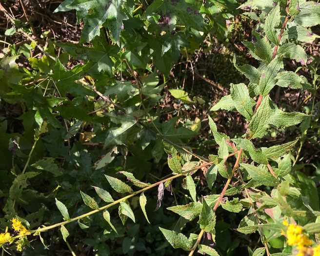 image of Solidago rugosa var. rugosa, Wrinkleleaf Goldenrod, Roughstem Goldenrod