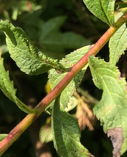 image of Solidago rugosa var. rugosa, Wrinkleleaf Goldenrod, Roughstem Goldenrod