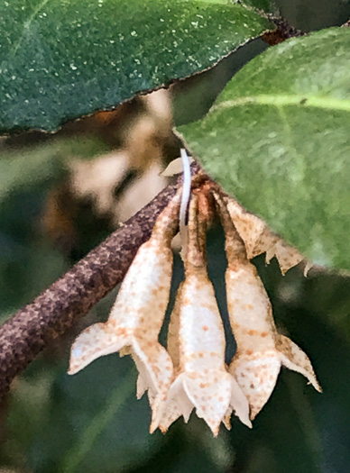 image of Elaeagnus pungens, Thorny Olive, Autumn Siverberry, Silverthorn, Thorny Elaeagnus