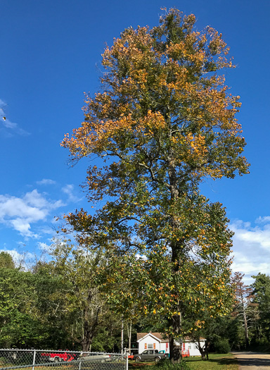 image of Diospyros virginiana, American Persimmon, Possumwood, Simmon