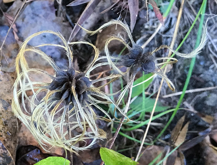 fruit of Clematis viorna, Northern Leatherflower, Vase-vine