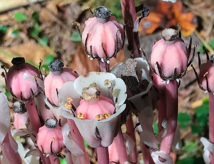 image of Monotropa uniflora, Indian Pipes, Ghost-flower, Common Ghost Pipes