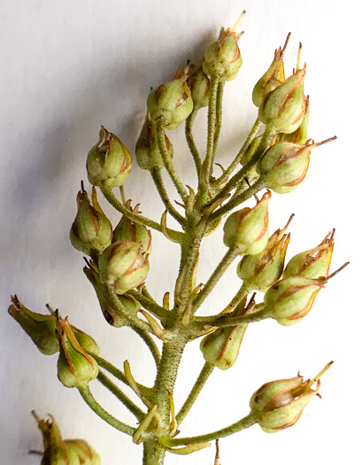 image of Lysimachia fraseri, Fraser's Loosestrife