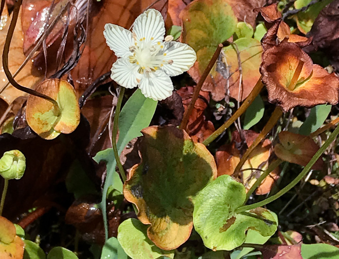 image of Parnassia asarifolia, Kidneyleaf Grass-of-Parnassus, Appalachian Grass-of-Parnassus, Brook Parnassia, Appalachian Parnassia