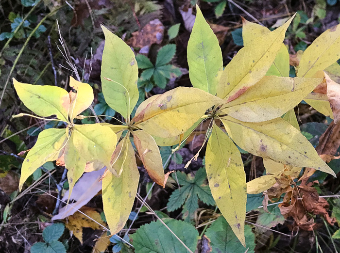 image of Lysimachia quadrifolia, Whorled Loosestrife