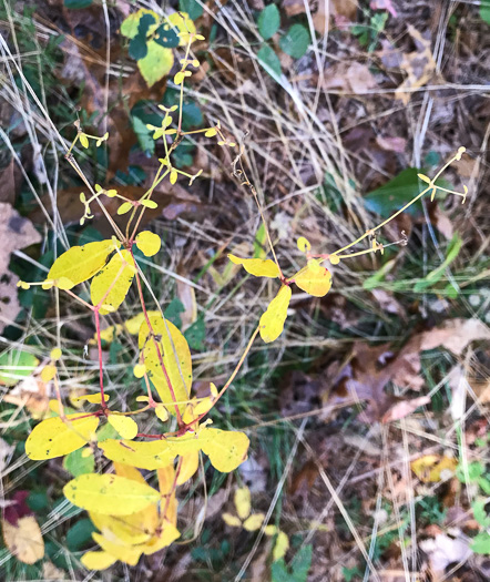 image of Euphorbia pubentissima, False Flowering Spurge, Southeastern Flowering Spurge, Southern Flowering Spurge