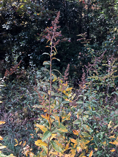image of Spiraea tomentosa, Hardhack, Steeplebush, Rosy Meadowsweet
