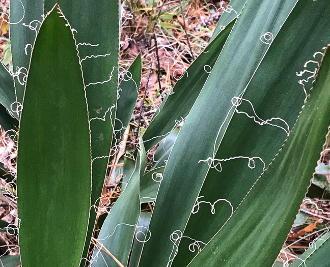 Beargrass (Yucca filamentosa)