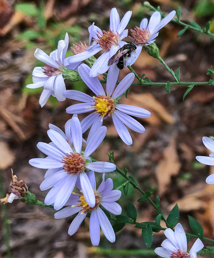 image of Symphyotrichum undulatum, Wavyleaf Aster