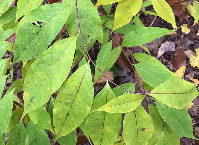 image of Amsonia tabernaemontana, Eastern Bluestar, Blue Dogbane, Wideleaf Bluestar