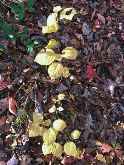 image of Ilex ambigua, Carolina Holly