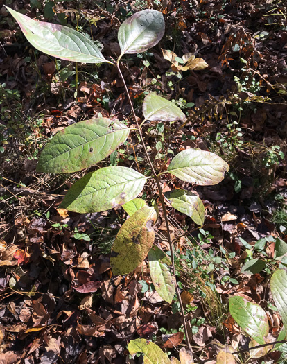 image of Viburnum nudum, Southern Wild Raisin, Possumhaw Viburnum, Swamp Viburnum, Swamp-haw