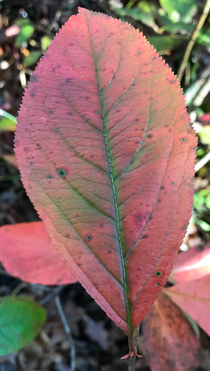 image of Aronia arbutifolia, Red Chokeberry