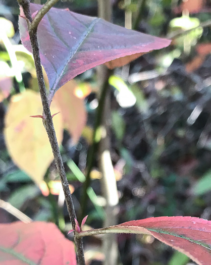 image of Aronia arbutifolia, Red Chokeberry