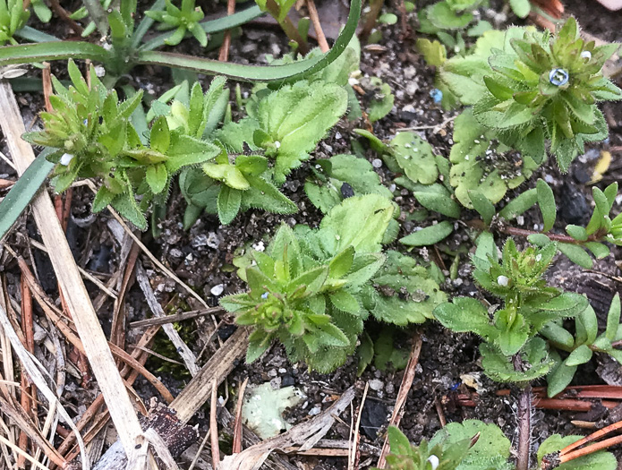 image of Veronica arvensis, Corn Speedwell, Wall Speedwell