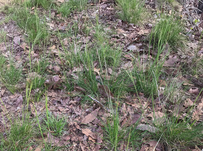 image of Piptochaetium avenaceum, Green Needlegrass, Blackseed Needlegrass, Eastern Needlegrass, Black Oatgrass