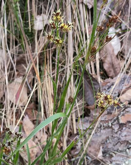 image of Luzula echinata, Hedgehog Woodrush, Spreading Woodrush