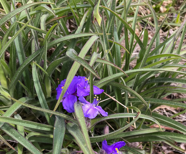 image of Tradescantia hirsuticaulis, Hairy Spiderwort