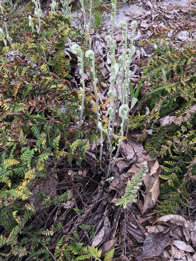 image of Myriopteris tomentosa, Woolly Lipfern