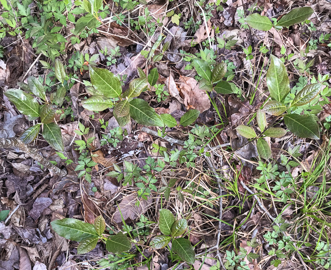 image of Viburnum nudum, Southern Wild Raisin, Possumhaw, Swamp Viburnum, Swamp-haw