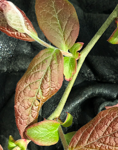 image of Vaccinium fuscatum, Hairy Highbush Blueberry, Black Highbush Blueberry