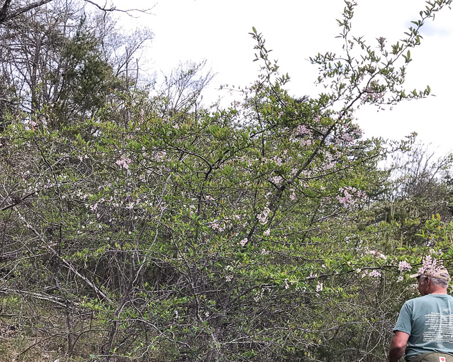 image of Malus angustifolia, Southern Crabapple, Wild Crabapple