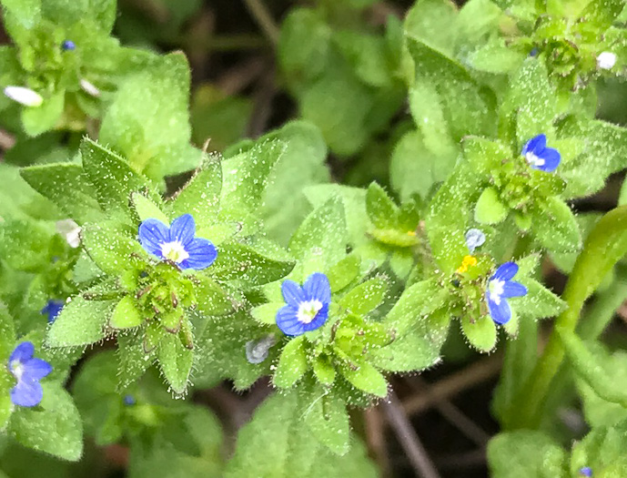 image of Veronica arvensis, Corn Speedwell, Wall Speedwell