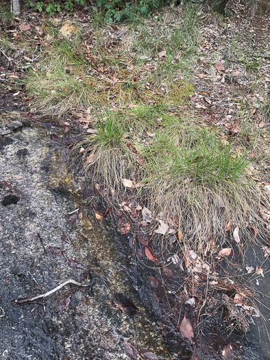 image of Danthonia epilis, Bog Oatgrass