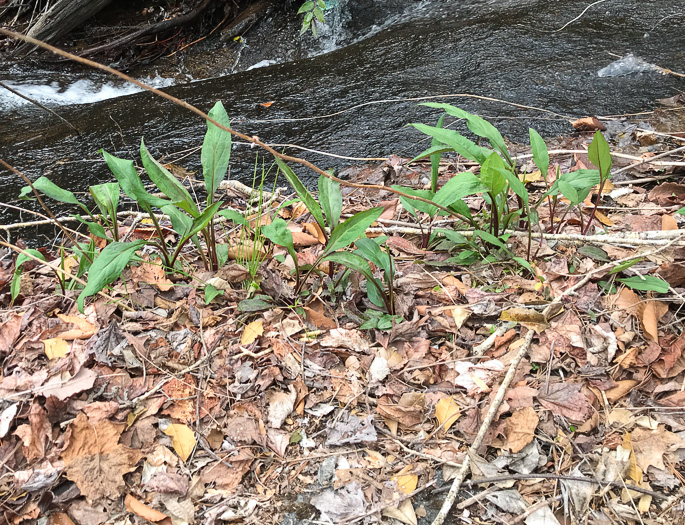 image of Solidago patula, Northern Roughleaf Goldenrod