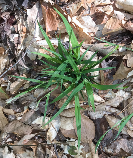 image of Carex laxiflora, Broad Loose-flowered Sedge