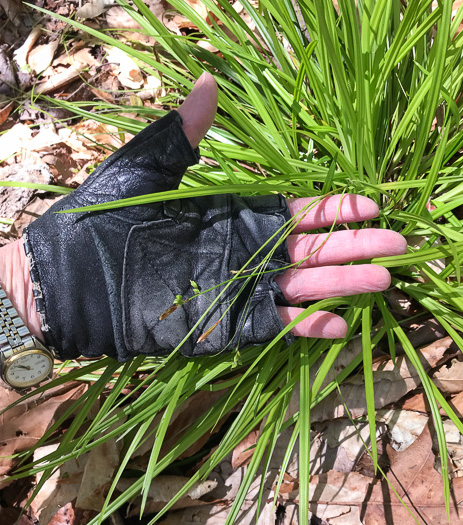 image of Carex austrocaroliniana, South Carolina Sedge, Tarheel Sedge