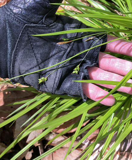 image of Carex austrocaroliniana, South Carolina Sedge, Tarheel Sedge