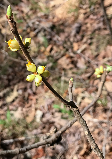 image of Symplocos tinctoria, Horsesugar, Sweetleaf, Dyebush