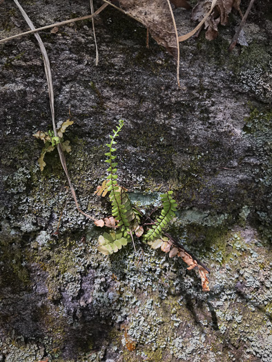 image of Asplenium trichomanes, Maidenhair Spleenwort