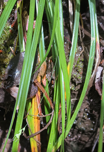 image of Carex styloflexa, Bent Sedge