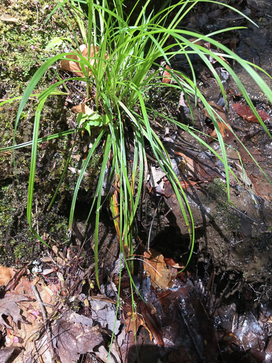 image of Carex styloflexa, Bent Sedge