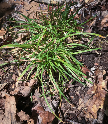 image of Carex cumberlandensis, Cumberland Sedge