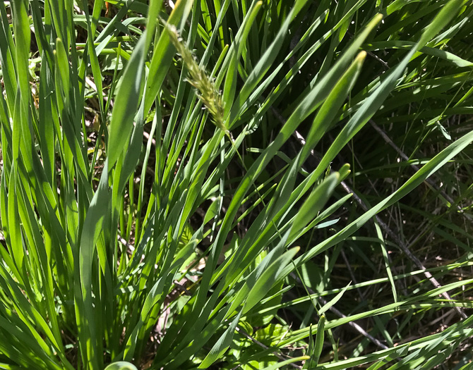 image of Narcissus ×medioluteus, Two-flower Narcissus, Twin-sisters, Primrose-peerless