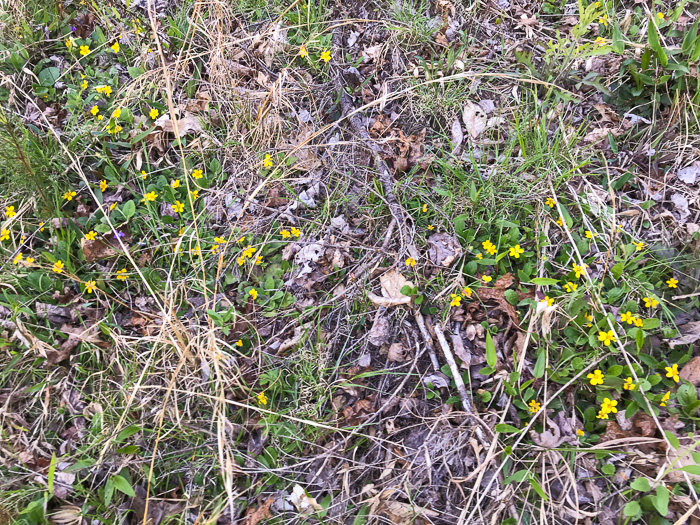 image of Chrysogonum repens, Carolina Green-and-gold