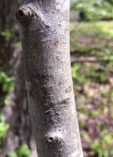 image of Frangula caroliniana, Carolina Buckthorn, Polecat-tree, Indian Currant