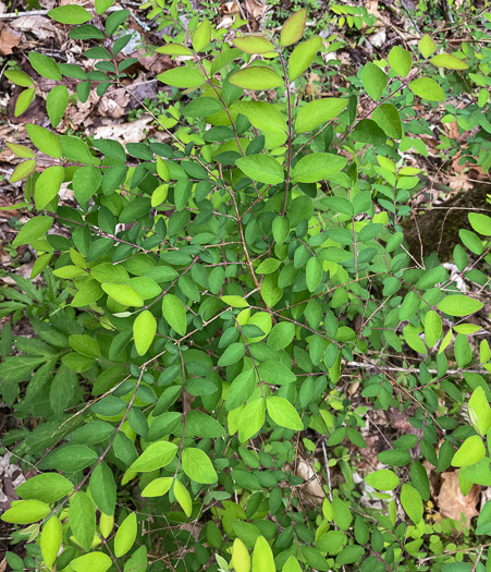 image of Symphoricarpos orbiculatus, Coralberry, Indian Currant, Buckbrush