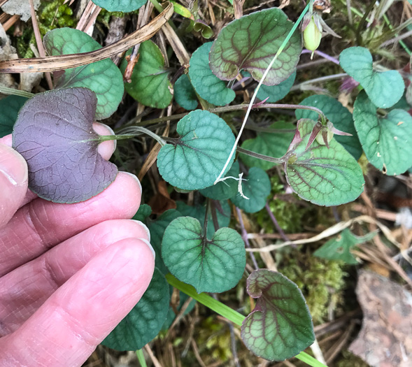 image of Viola walteri, Walter's Violet, Prostrate Blue Violet