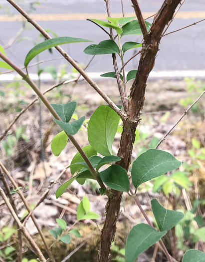 image of Symphoricarpos orbiculatus, Coralberry, Indian Currant, Buckbrush