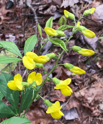 image of Thermopsis mollis, Appalachian Golden-banner, Allegheny Mountain Golden-banner, Bush Pea