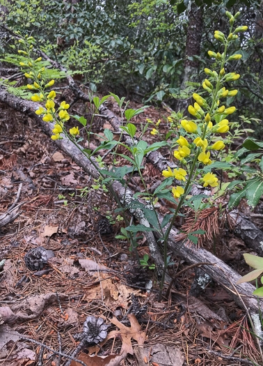 image of Thermopsis mollis, Appalachian Golden-banner, Allegheny Mountain Golden-banner, Bush Pea